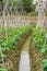 Bamboo stand made of growing pumpkins in the melon field of farmland