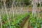 Bamboo stand made of growing pumpkins in the melon field of farmland