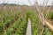 Bamboo stand made of growing pumpkins in the melon field of farmland