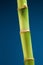 Bamboo stem