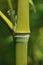 Bamboo stem