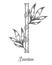 Bamboo stem branches and leaf vector hand drawn illustration. Black bamboo on white