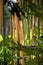 Bamboo stems in yellow and green in a sunlit garden