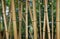 Bamboo Sticks In Tropical Environment