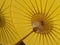 Bamboo structure of yellow umbrella