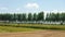 Bamboo terrace in rice field and eucalytus trees