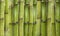 Bamboo texture