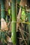 Bamboo Thailand