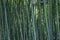 Bamboo thickets subtropical landscape