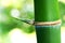 Bamboo with thorn, Natural background