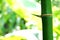 Bamboo with thorn, Natural background