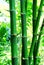 Bamboo with thorn, Natural background