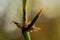 Bamboo thorns are located in bamboo buds