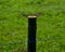 Bamboo tightened with the Rope Green Background Photograph