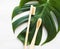 Bamboo toothbrushes on white background