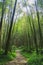 Bamboo trail at Fenqihu area