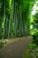 A Bamboo trail at Tonogayato park in Kokubunji Tokyo wide shot