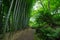 A Bamboo trail at Tonogayato park in Kokubunji Tokyo wide shot