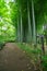 A Bamboo trail at Tonogayato park in Kokubunji Tokyo wide shot