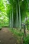 A Bamboo trail at Tonogayato park in Kokubunji Tokyo wide shot