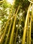 Bamboo tree 2