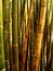 Bamboo tree 89