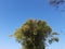 Bamboo tree in blue sky background.