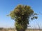 Bamboo tree in blue sky background.