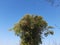 Bamboo tree in blue sky background.