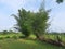 Bamboo tree in blue sky background.