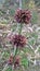 Bamboo tree flower Brown  flower