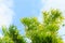 Bamboo tree leaf branch cloud blue sky