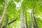 Bamboo tree leaf in the real forest. When Looking up.