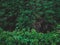 bamboo tree on wall with other green plants