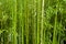 Bamboo trees