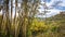 bamboo trees against the backdrop of hilly landscapes, Indonesian tropical forests.