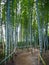 Bamboo trees alley in japanese park