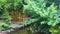 Bamboo Trees Along Glassy Creek