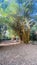 Bamboo trees at the Arboretum in Nairobi Kenya