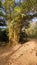 Bamboo trees and footpath at the Arboretum in Nairobi Kenya