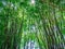 Bamboo trees in the forest against the sunlight, up-risen angle photography