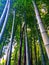 Bamboo trees in japanese park