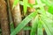 Bamboo trees among nice jungle greenery with some inspirational light streaming down onto the leaves. This kind of morning will in