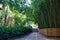 Bamboo trees in the Nikitsky Botanical Garden in Yalta