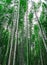 Bamboo trees scenery along the pathway in Arachiyama, Kyoto