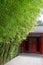 Bamboo trees in Songyang Academy