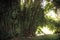Bamboo tropical rainforest background with sunlight through lush foliage