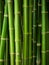 Bamboo trunk background