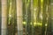 Bamboo trunks. Bamboo forest. Green forest