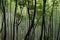Bamboo trunks in different shades of green in a bamboo forest